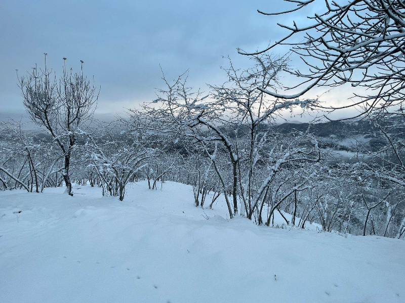 Araklı'da Kar Manzaraları