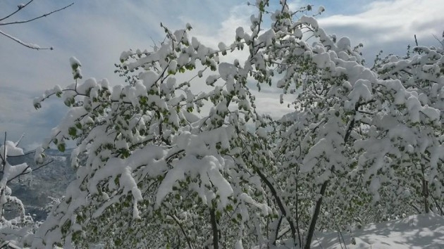 Araklı Nisan 2014