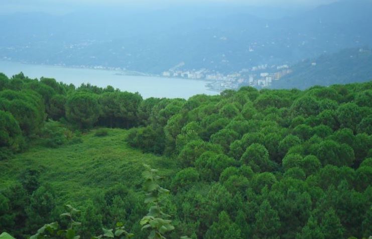 Trabzon Valiliğin den Turup Açıklaması