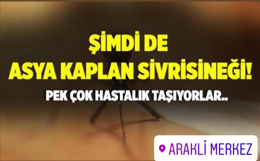 Tehlikeli olan canlı türü Araklı'da görüldü