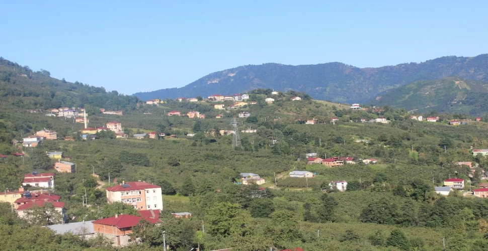 Araklı Kestanelik Cimla Köyü Tanıtım Videosu