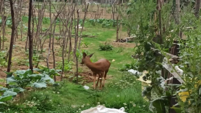 Araklı Merkezde Böyle Görüntülendi