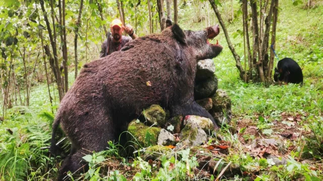 Araklı'da Av Sezonu Korkunç Görüntülerle Açıldı