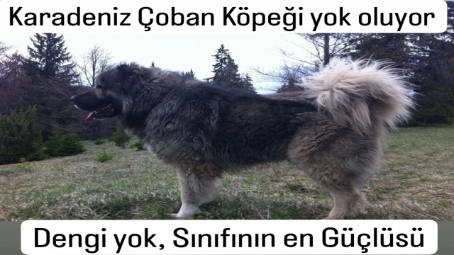 Araklı'da dağlarının Kralıydı, Nesli tükeniyor