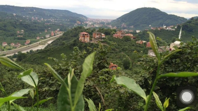 Araklı Çamlıca Mahallesinde Topluma ve Çevreye Yaşatılan Dram