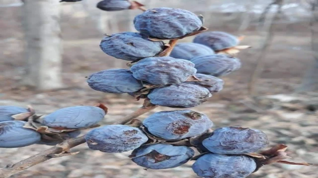 Araklı Hurması; Keşfedilmemiş Meyve, Şifa kaynağı