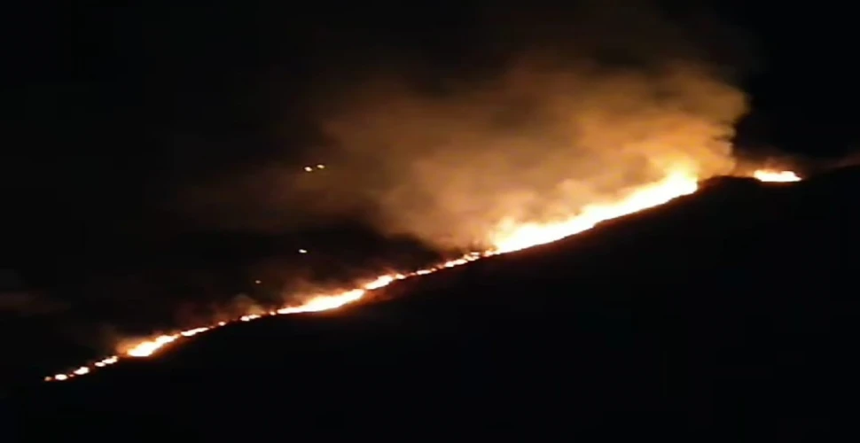 Araklı'da Orman Yangını