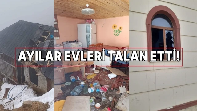 Korkutan Yakınlaşma! Ayılar Evleri Talan Etti.