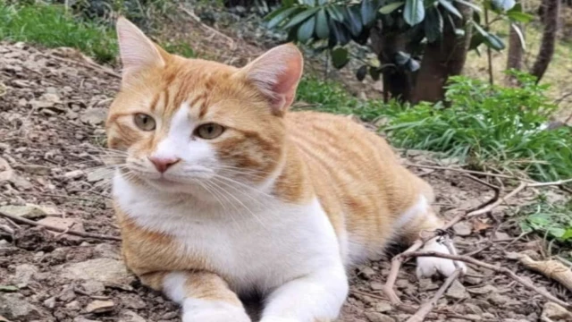 Araklı'da Bu Kediyi Bulana 10 Bin TL Ödül
