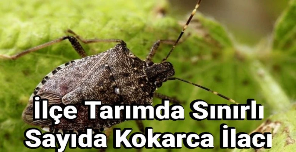 Araklı'da Kokorcayla Mücadele Devam Ediyor