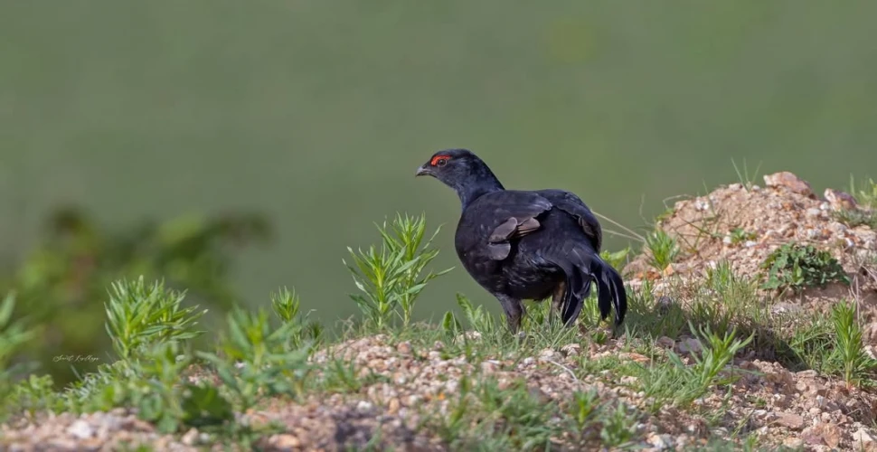 Araklı'da Bu Güzel Canlının Nesli Tükenme Tehdit'i Altında