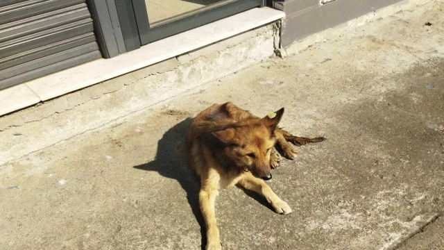 Araklı'da Ölen Köpeği İçin Mezar Yaptırıyor