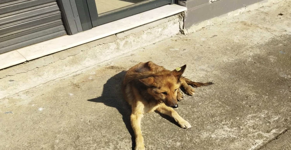 Araklı'da Ölen Köpeği İçin Mezar Yaptırıyor