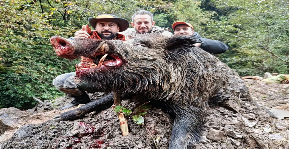 Araklı'da 300 Kiloluk Domuz Etkisiz Hale Getirildi