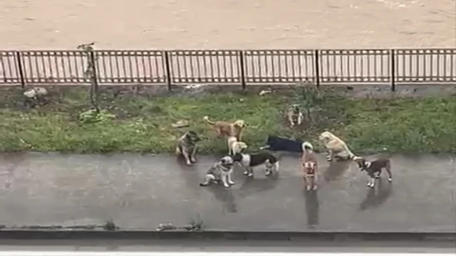 Araklı’ya Sokak Köpeklerini Kimler Bırakılıyor?