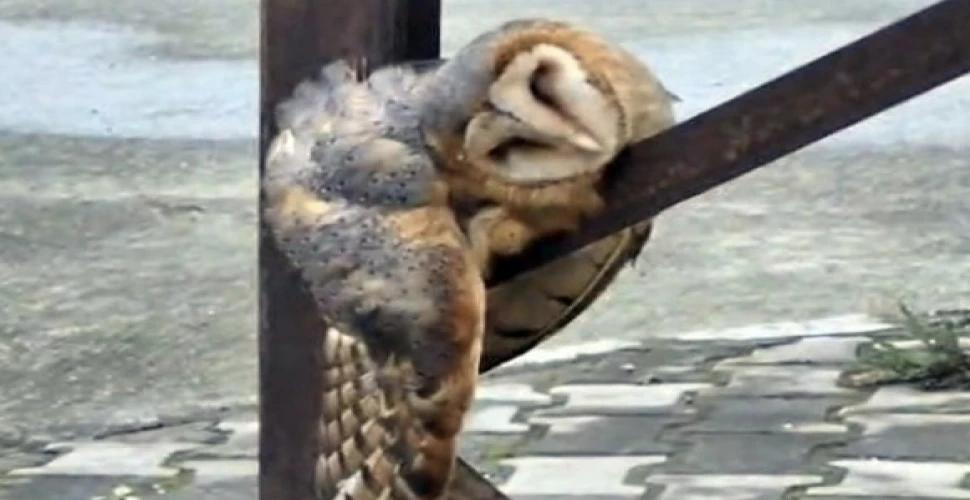 Araklı'da Sevimli Baykuş Sokak Ortasında Uyuya Kaldı