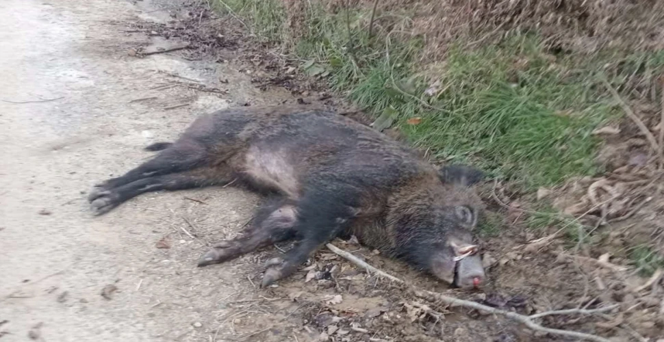 Domuzlar Araklı Merkezde