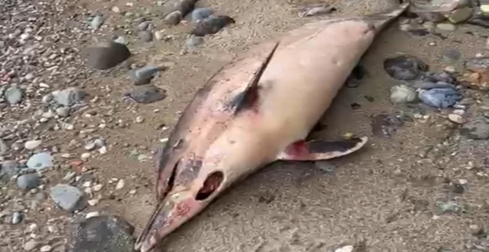 Araklı'da Yunus Balıkları Neden Ölüyor