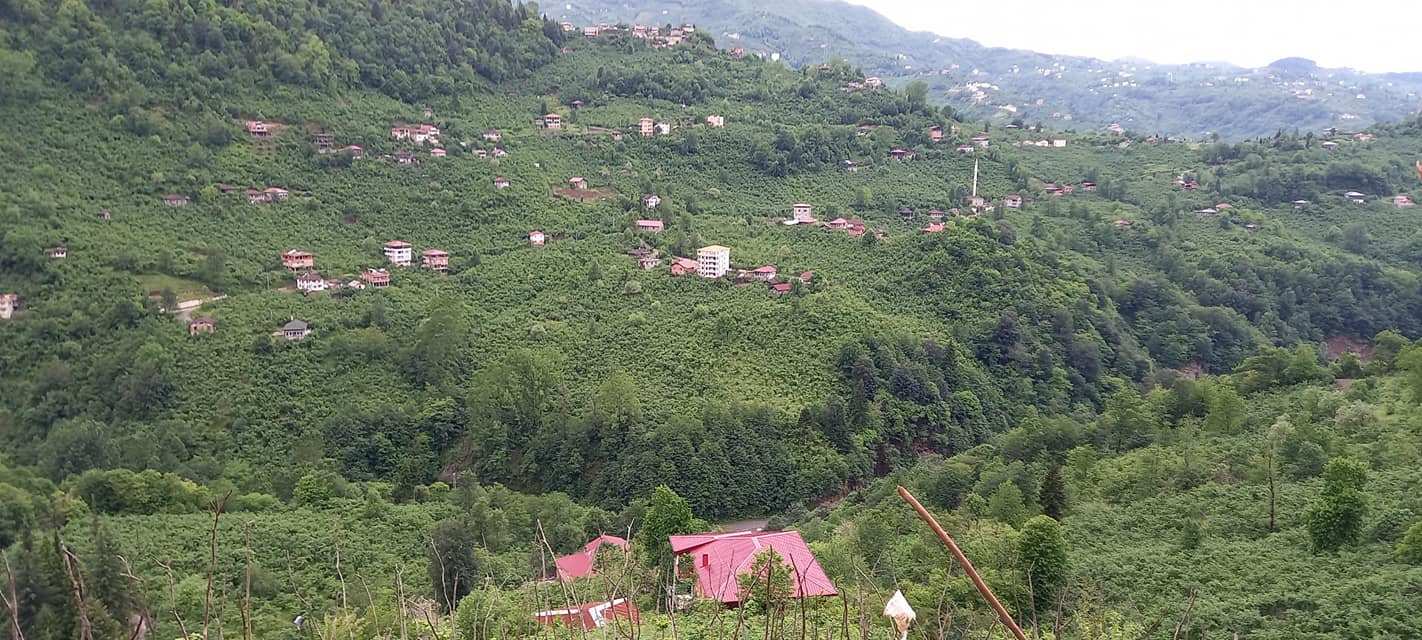 Araklı Zavzaga Yoncalı Mahallesi