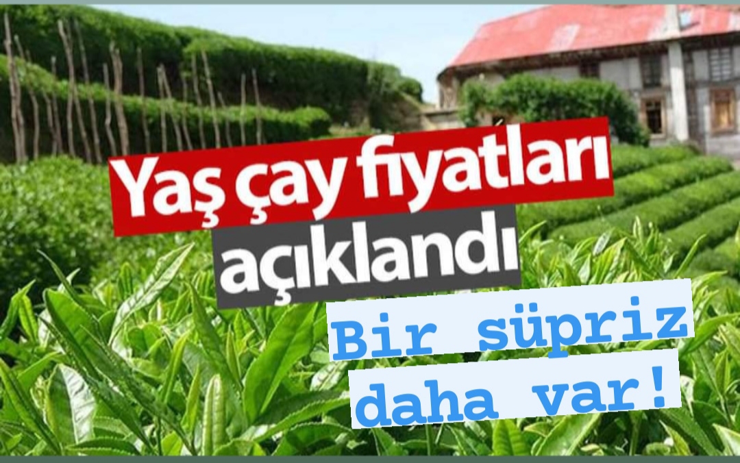 Yaş Çay alım Fiyatları açıklandı, Bir süpriz daha var