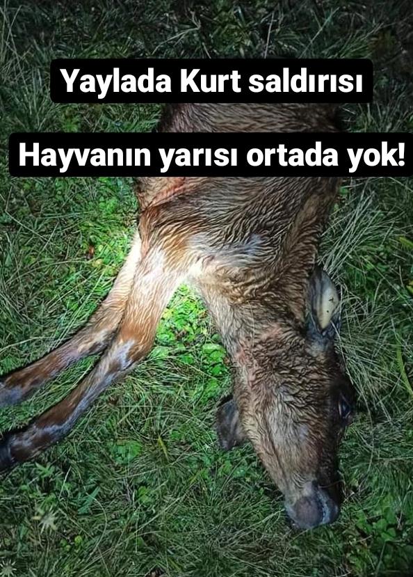 Araklılı Vatandaş Yaylada Şoku yaşadı