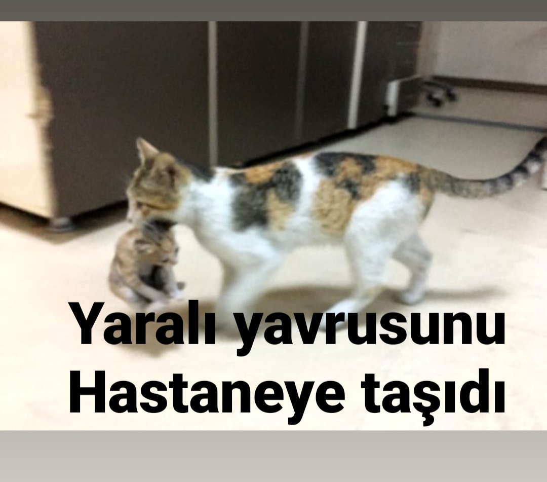 Kedi Yaralı Yavrusunu Hastaneye taşıdı