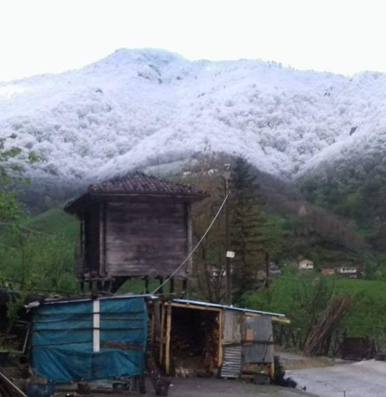 Araklı'da Kar Yağdı Böyle Oldu Yeşil Beyaz Bir Arada