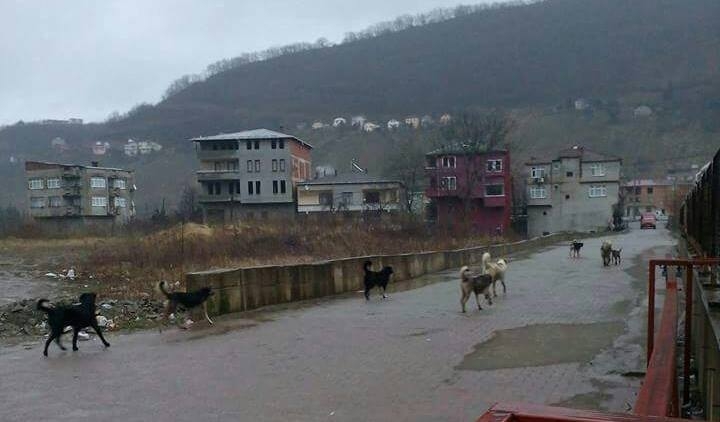 Araklı Bayram Hastanesinde Gülermisin Ağlarmısın Durum