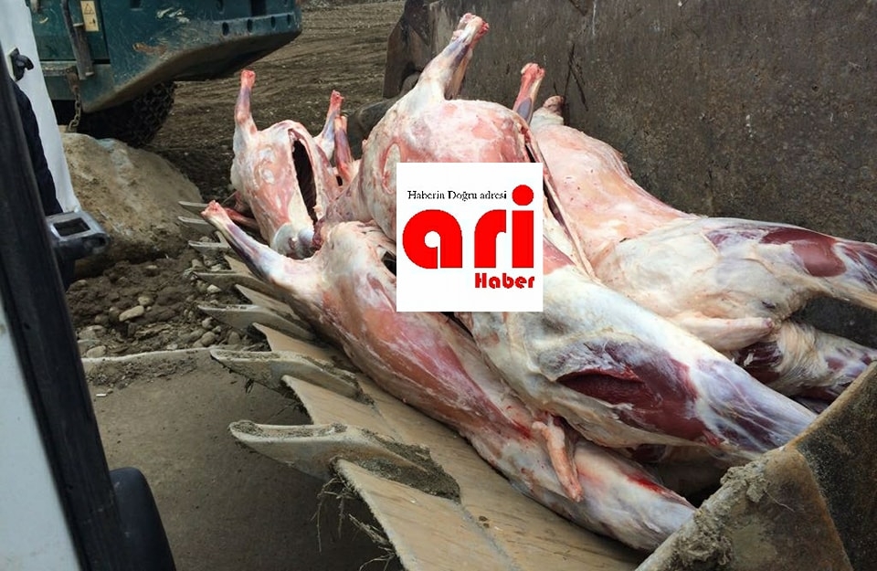 Araklı\'da Kaçak Et Operasyonu