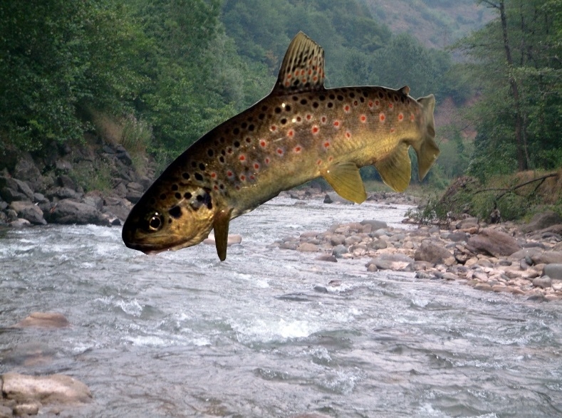 Karadere’ye Kırmızı Pullu Alabalık