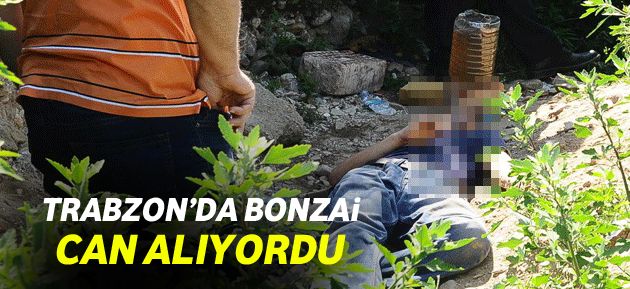 Araklı’da Bonzai Can Alıyordu!