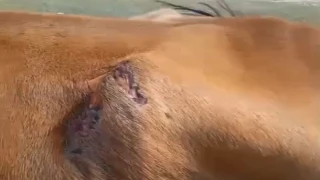 İneği Zor Kurtardılar! Ayıdan Korkunç Saldırı