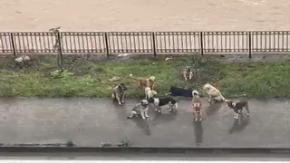 Araklı’ya Sokak Köpeklerini Kimler Bırakılıyor?